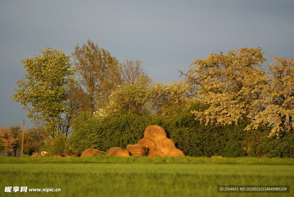 秋日原野上的多彩树木