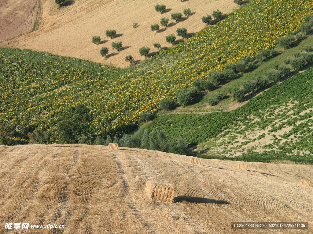 田园风光中的多彩农田