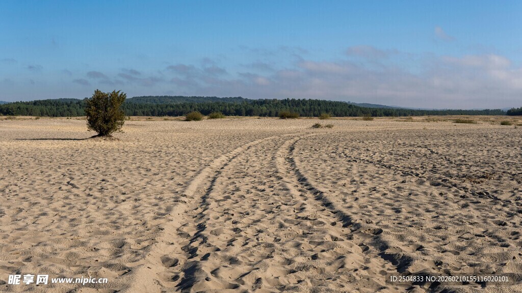  漠中的车辙与孤树
