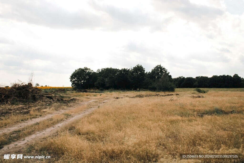旷野中的土路及远处树林