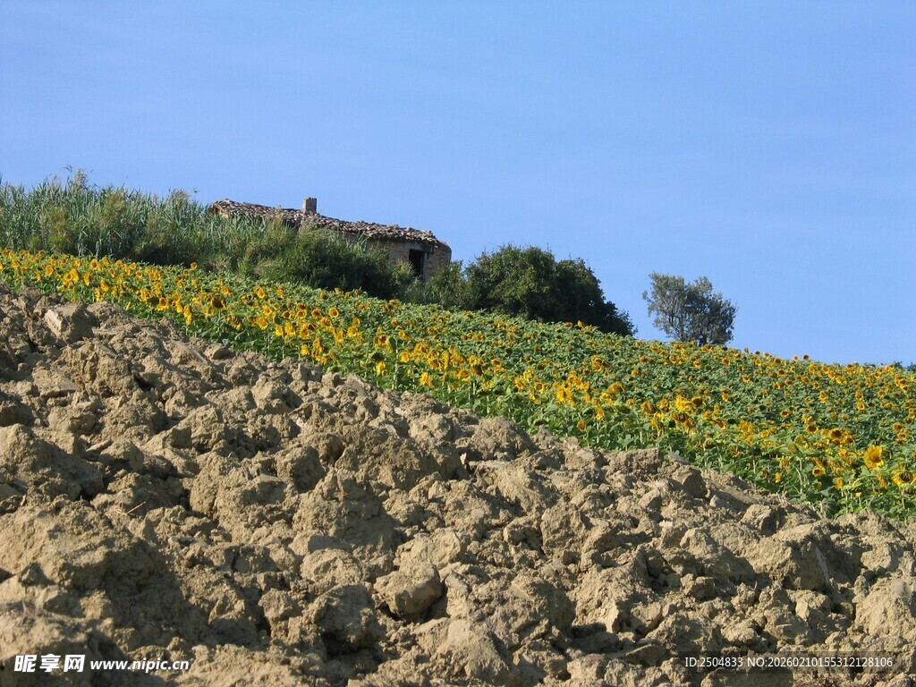 田野间的灿烂向日葵花田