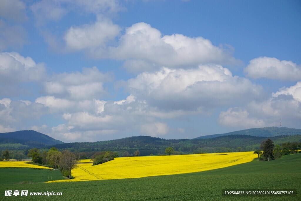 春日田野油菜花美景