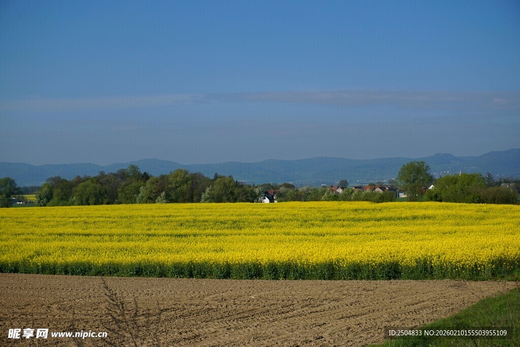 金黄田野 远处山峦蓝天