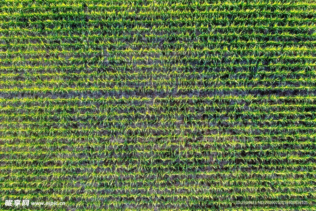 绿色整齐的农田景观