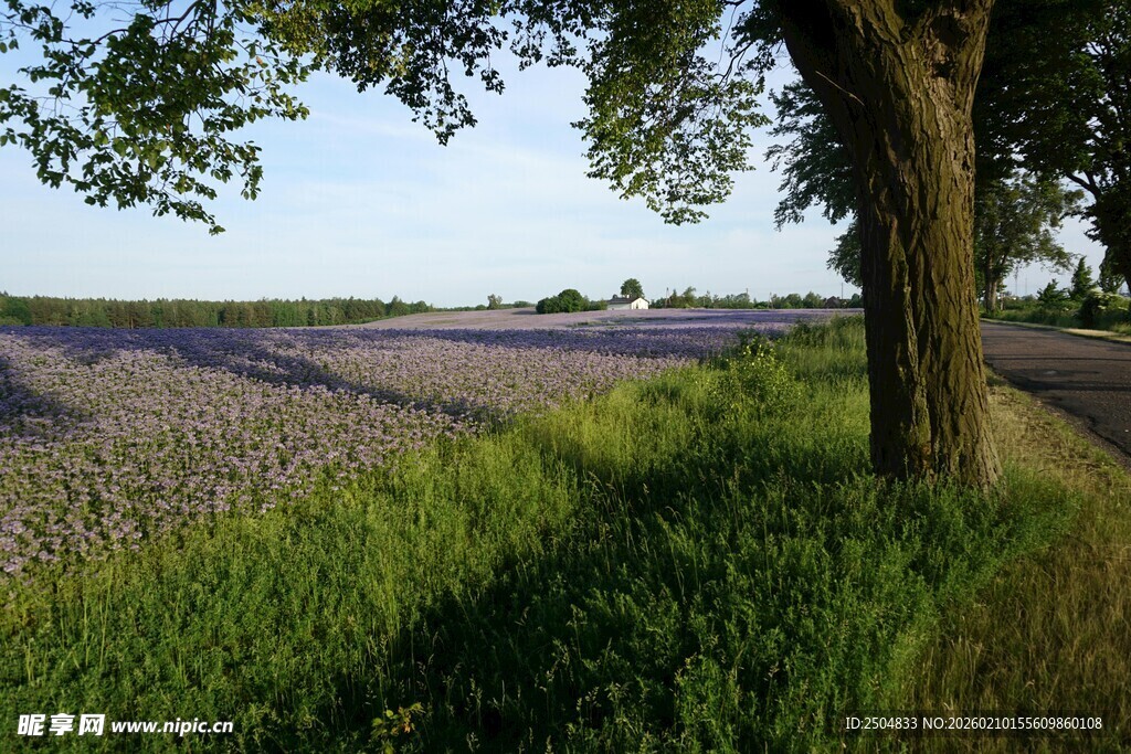 田野旁大树下的静谧风光