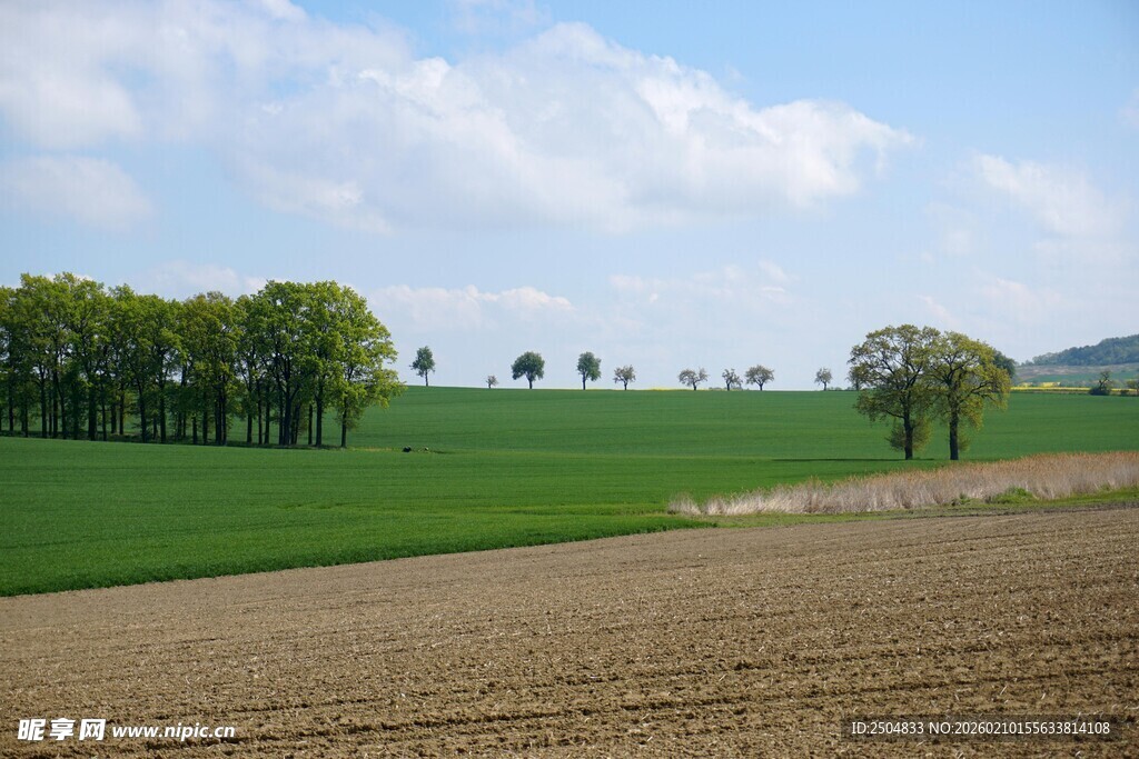田园风光 广袤田野绿意浓