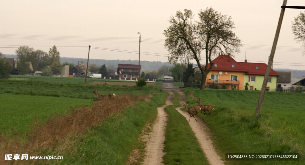乡间小路旁的田园风光