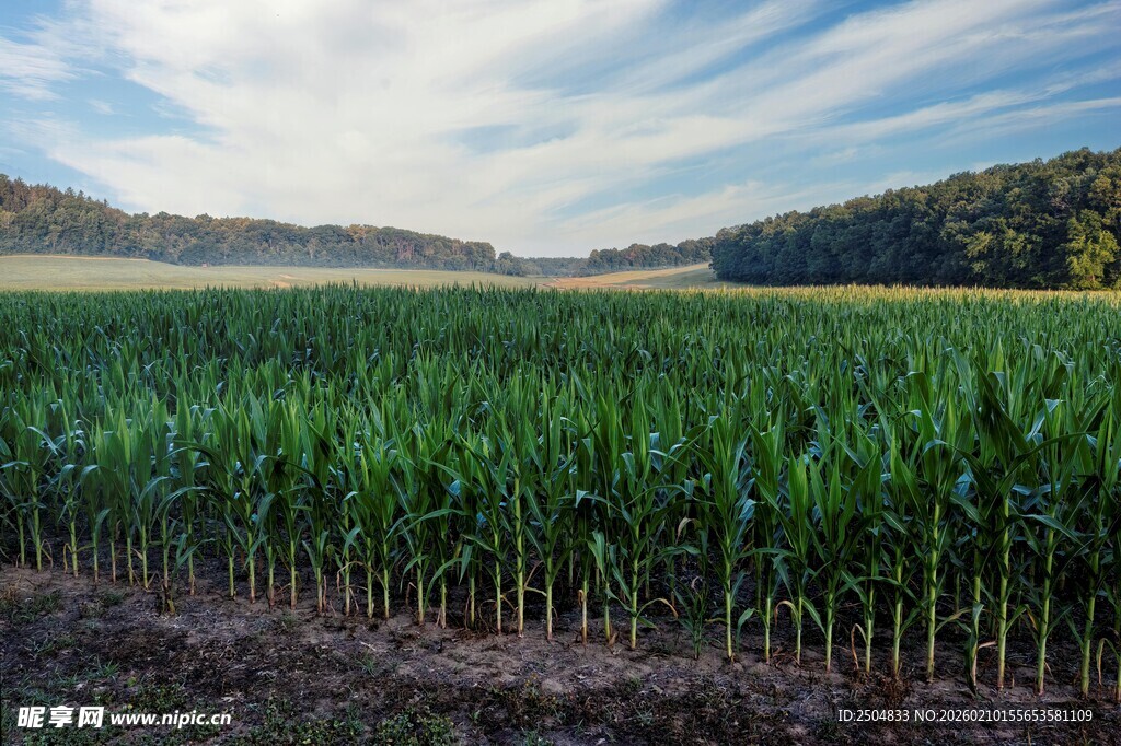 广袤玉米田 田园风光美