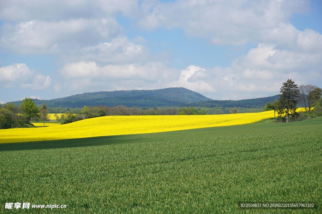 田园油菜花田风光美景