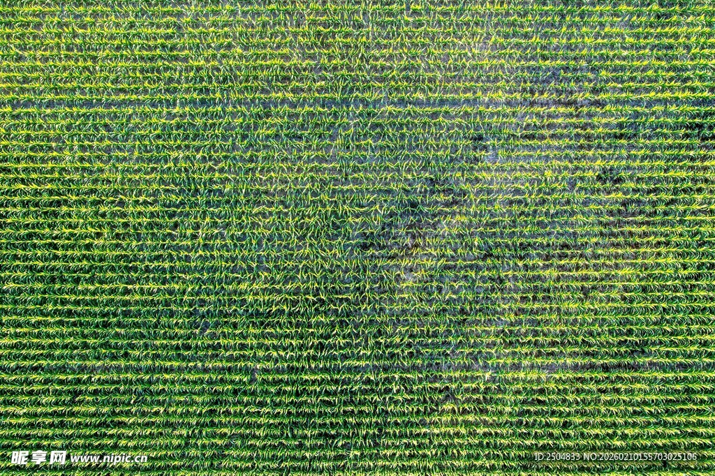 翠绿整齐的农田景观