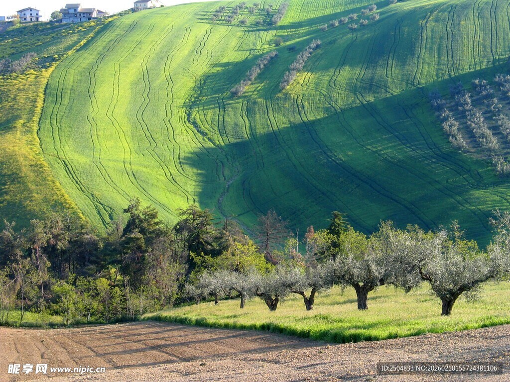 田园风光中的橄榄树美景