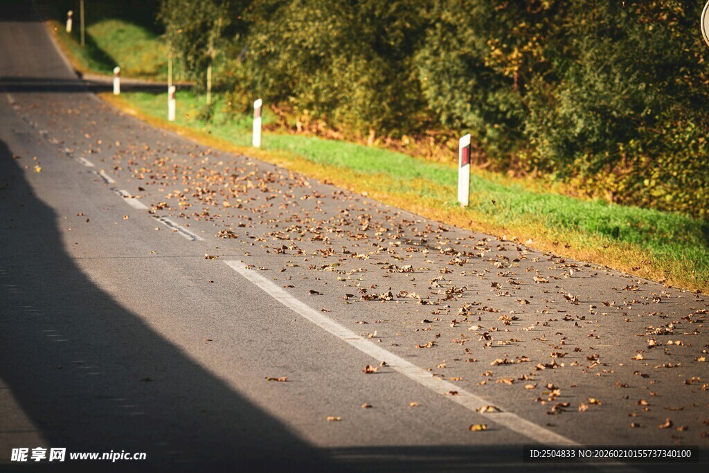 秋日公路 落叶与绿植相伴