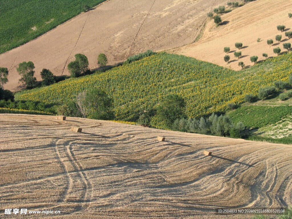 田园风光中的农田与植被