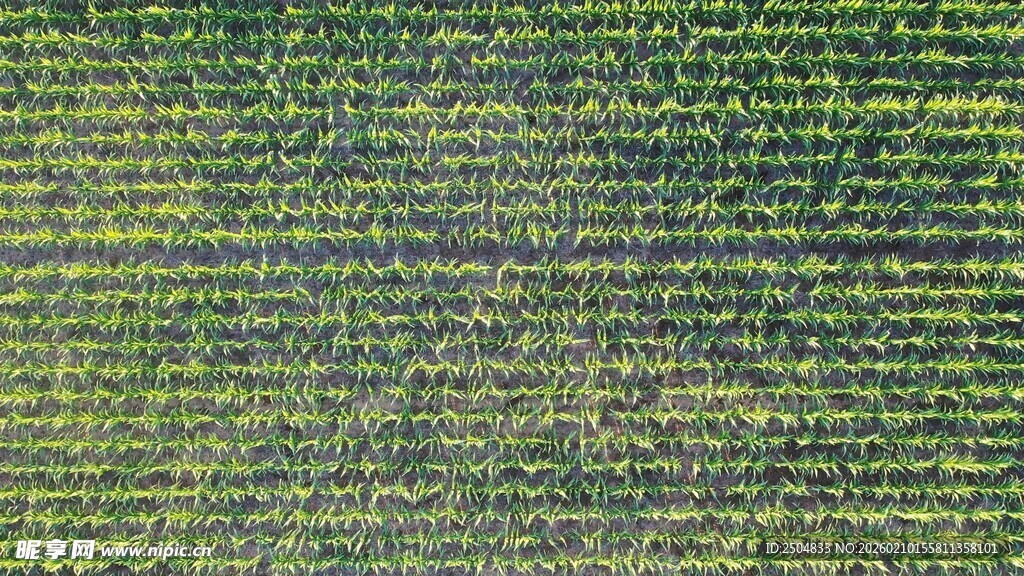 翠绿草地纹理背景图