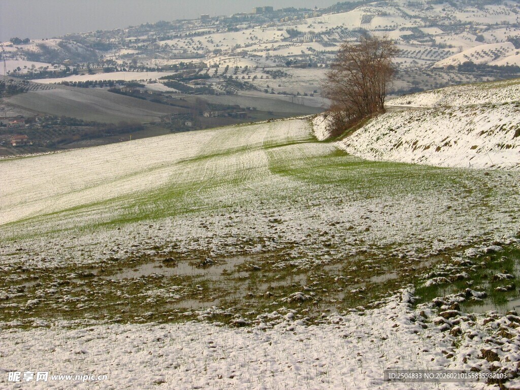 冬日雪覆田野孤树风景