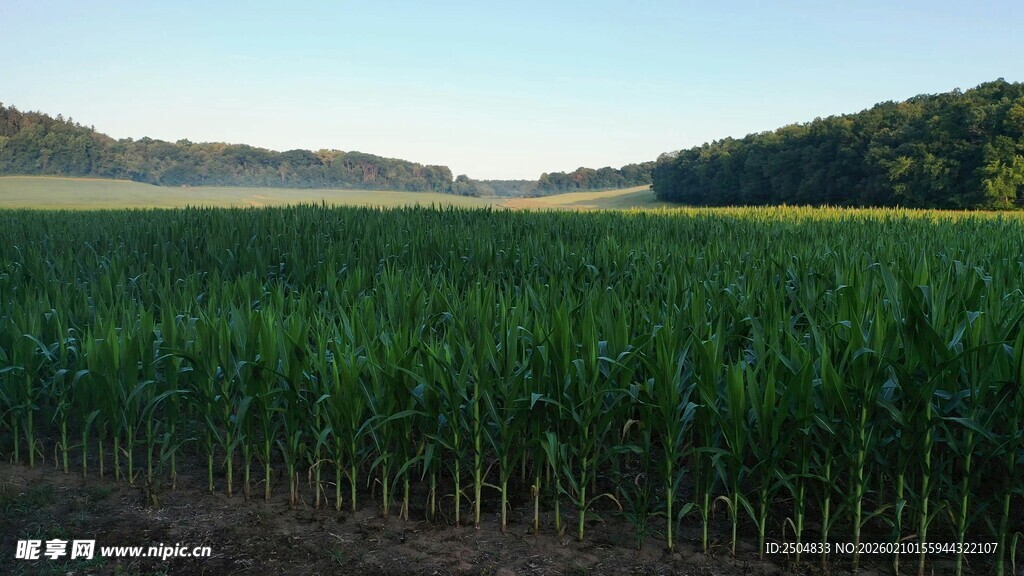 广阔田野中的茂盛玉米地