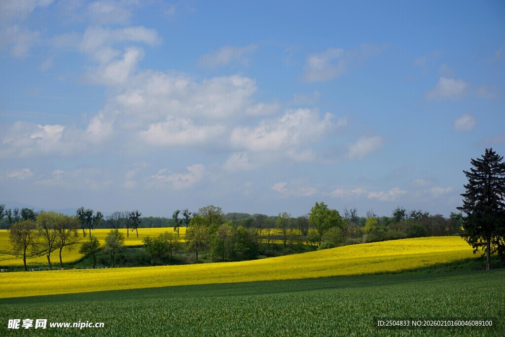 田园风光 黄绿田野与蓝天