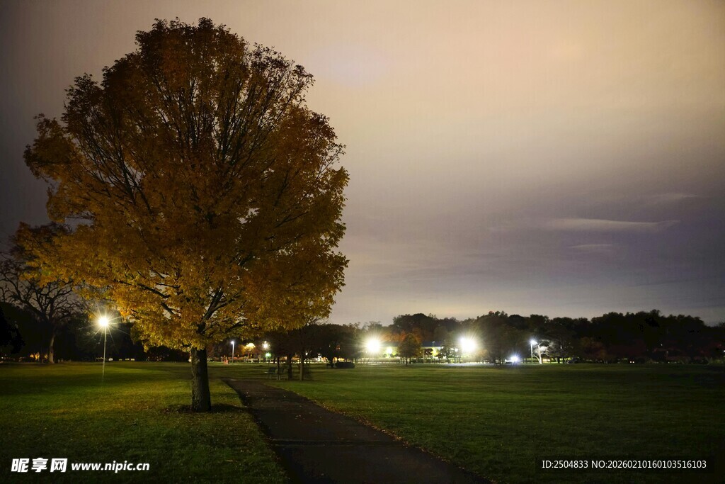 夜幕下的孤树与远方灯火