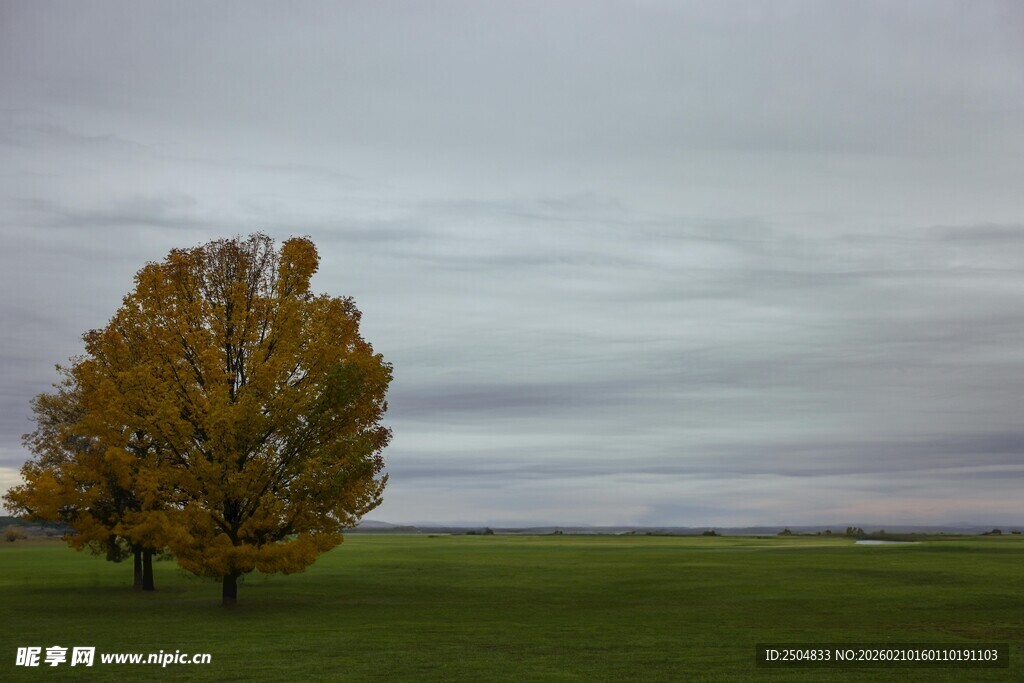 草原上的金黄树木