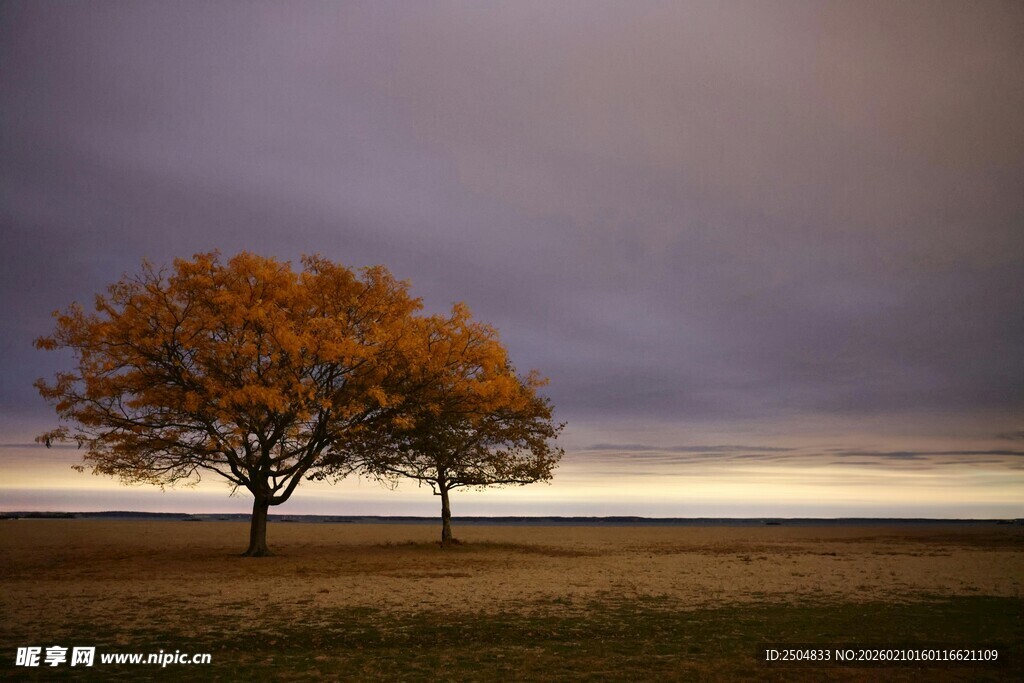 秋日旷野孤树 天色 沉