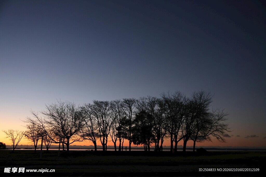 黄昏下的树木剪影