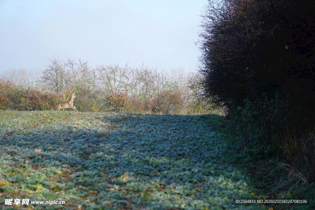 冬日田野边的霜覆盖景象