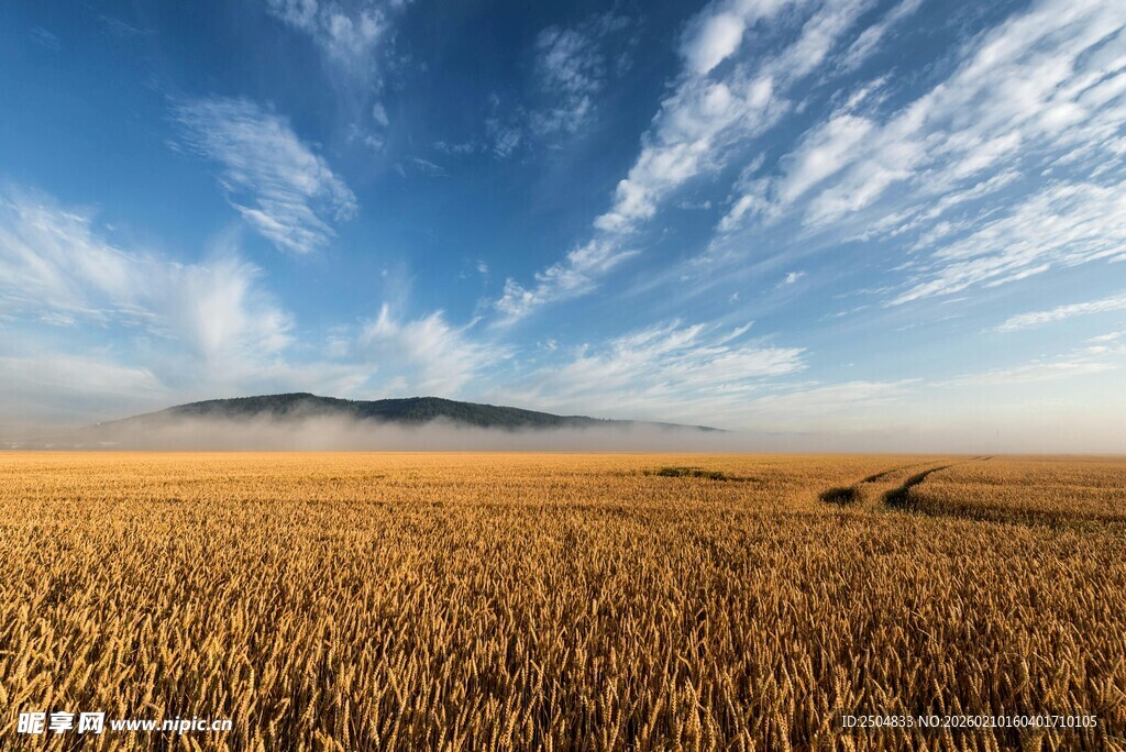 金色麦田与蓝天白云美景
