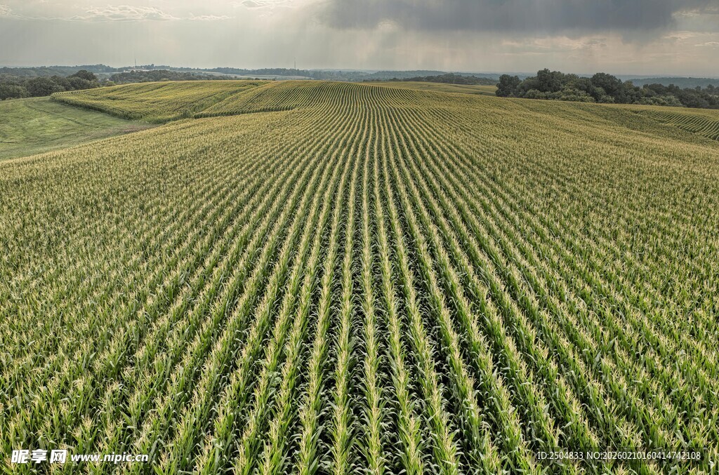 广袤玉米田 绿意盎然