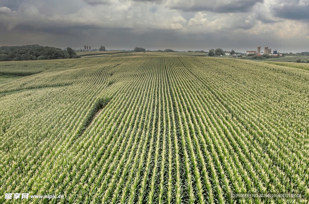 广袤绿色农田景观