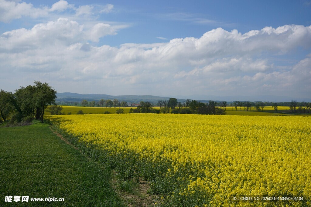 金黄油菜田的田园风光
