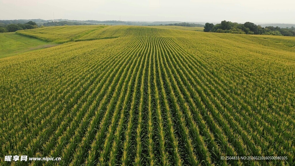 广袤农田绿意盎然