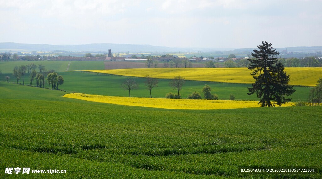 田园风光中的金黄油菜花田