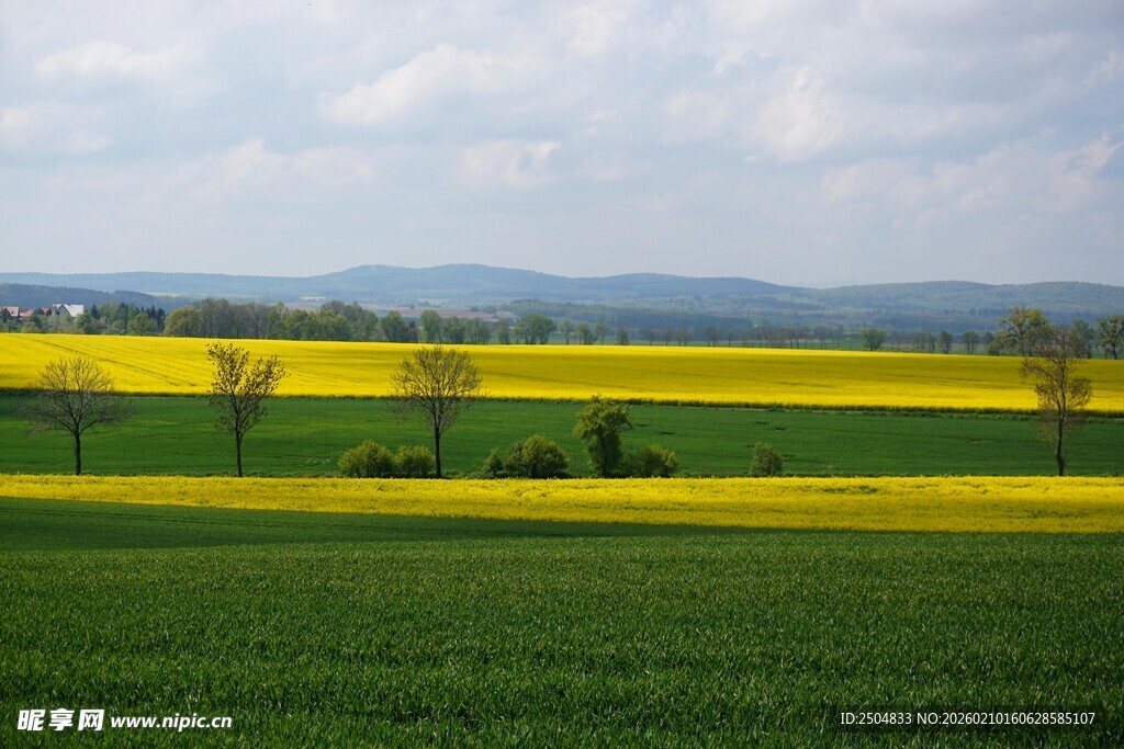 田园油菜花海风景图