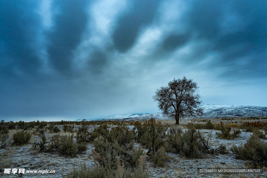 旷野孤树 风云下的寂寥景
