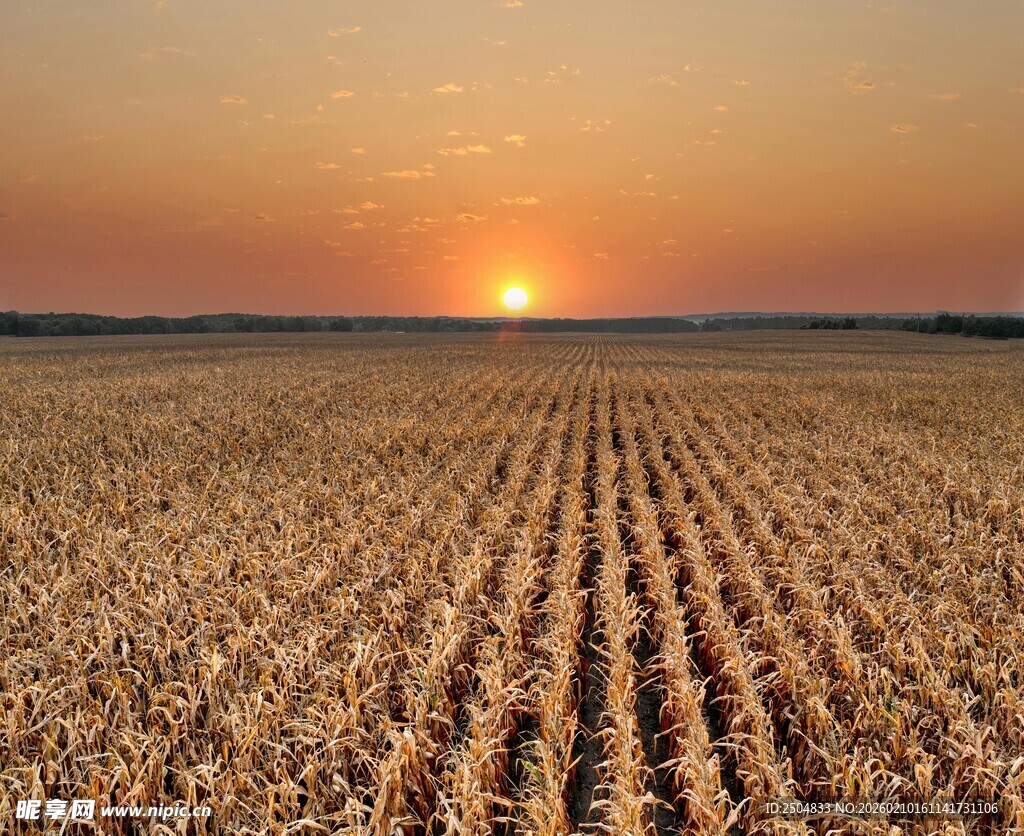 夕阳下的广袤农田