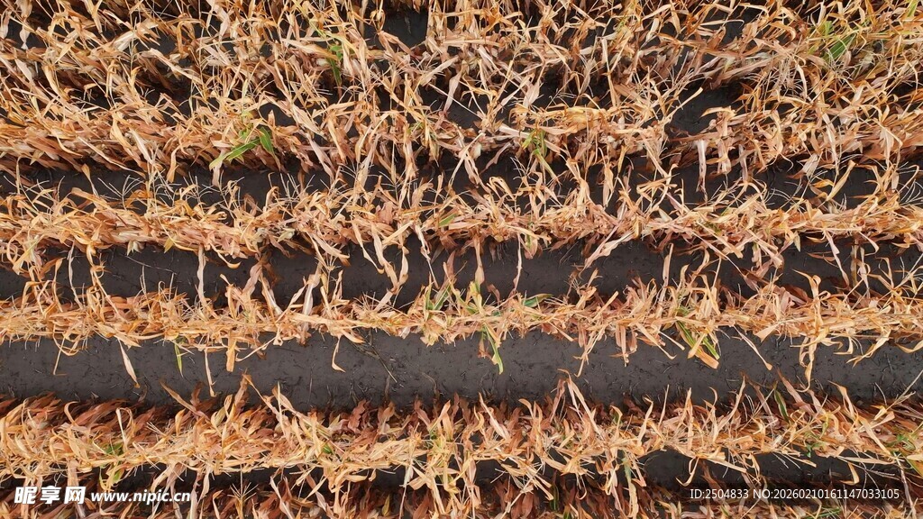 干裂土地上的黑色管道