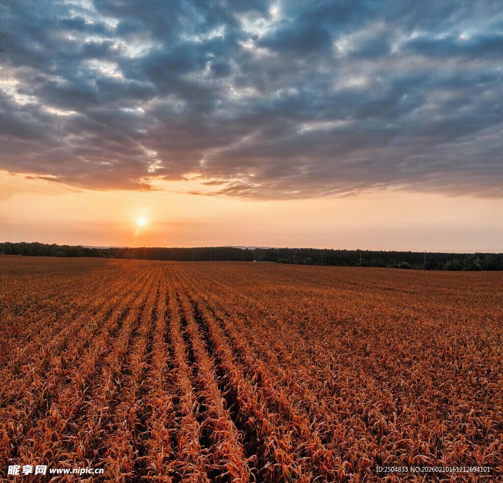 夕阳下的广袤农田