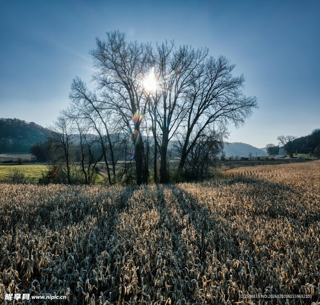 田野晨光中的孤独树木