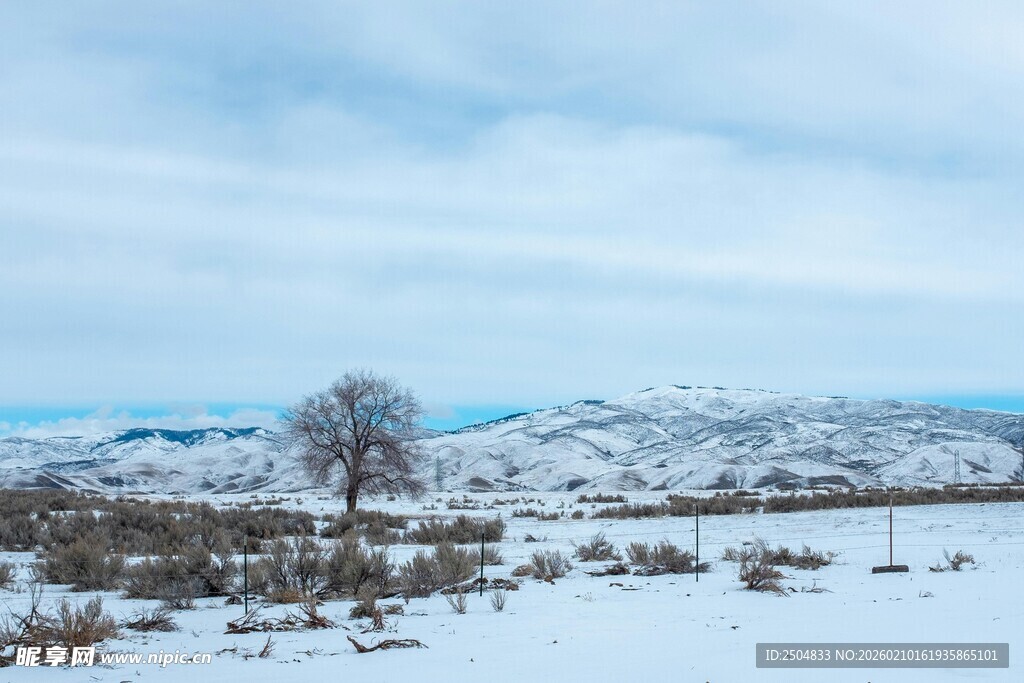 冬日雪景中的孤树