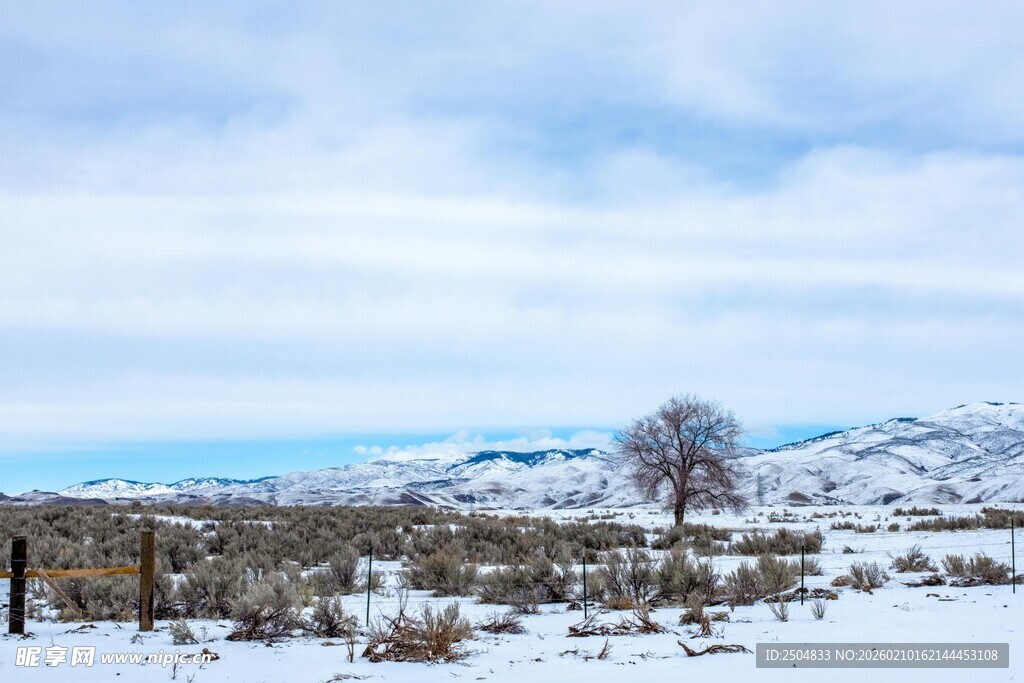 雪野孤树 冬日旷野景致
