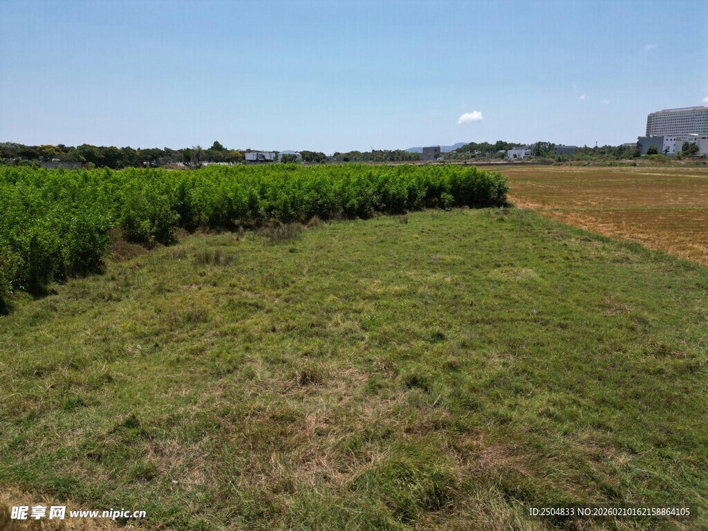 田野中的绿色作物景观