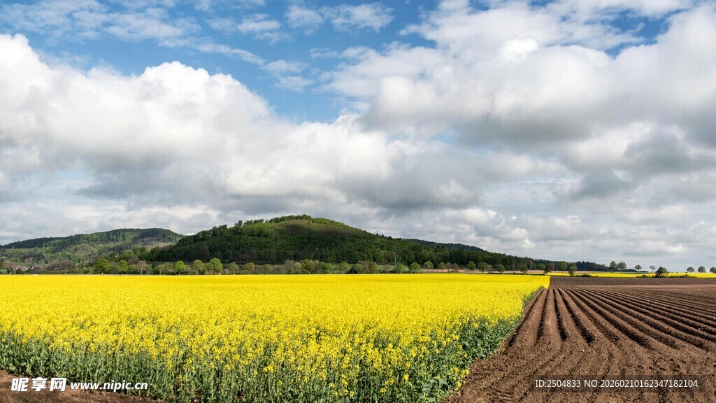 金黄油菜田与远山蓝天