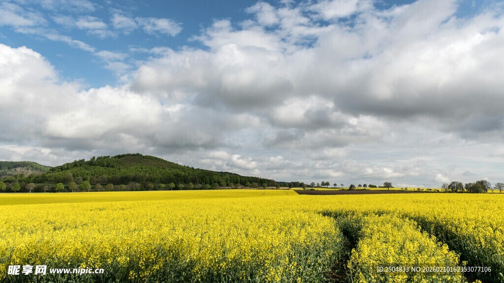 金黄油菜田 田园好风光