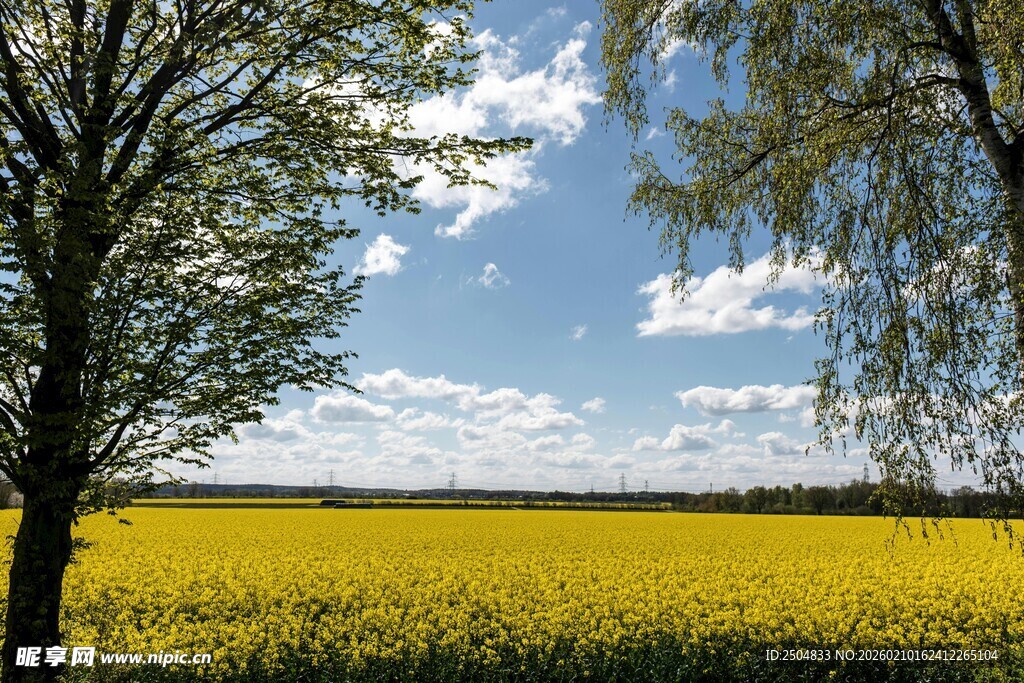金黄田野与葱郁树木风景