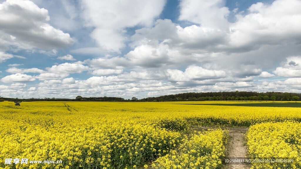 金黄油菜田中的乡间小径