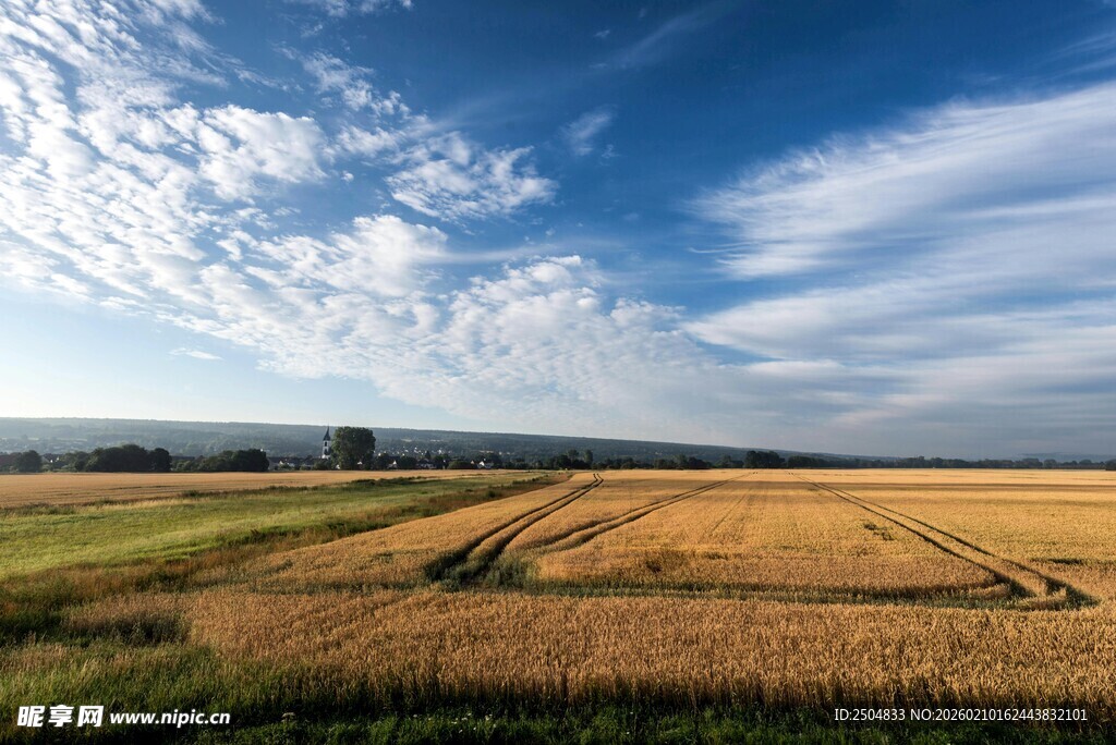 金黄田野与蓝天白云风光