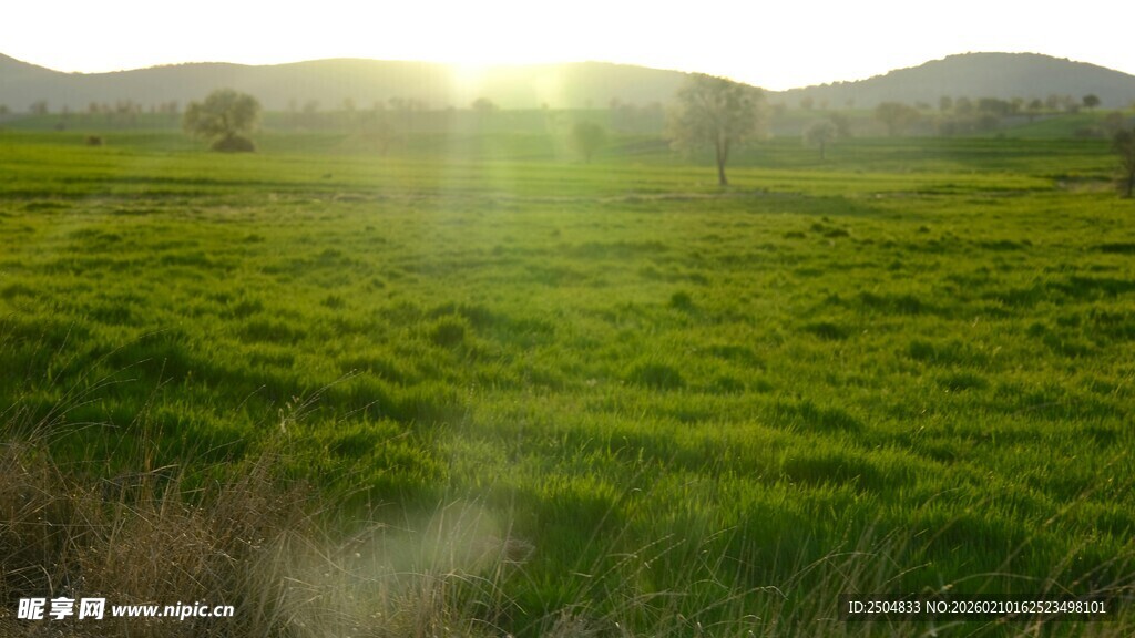 阳光照耀下的翠绿田野
