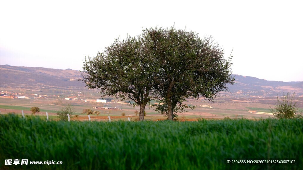 田野孤树风景图