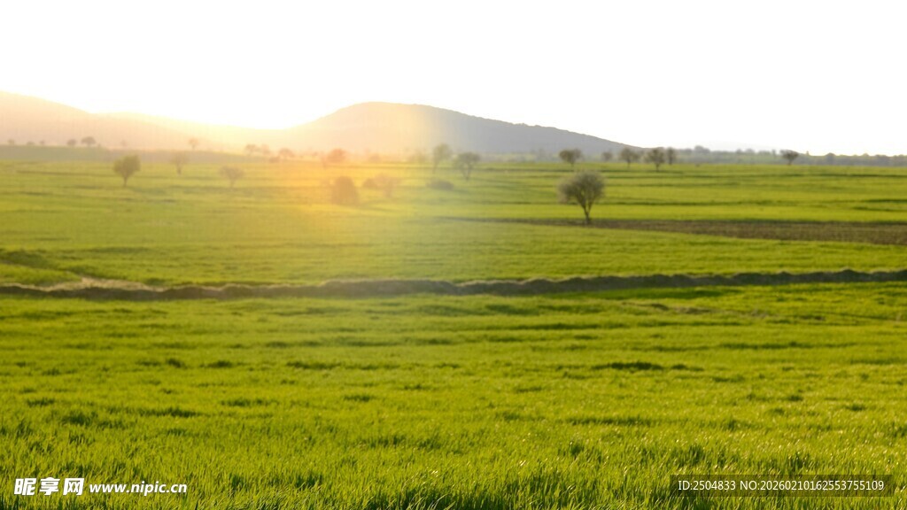 阳光照耀下的绿色田野