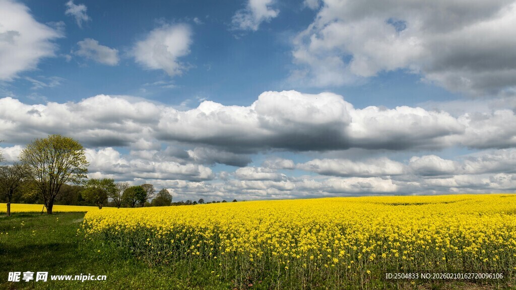 金黄油菜田与蓝天白云